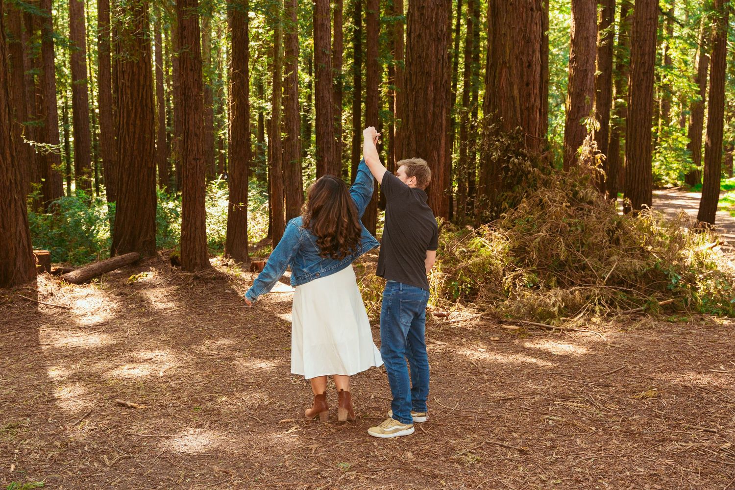 Sunlit redwood forest with tall trees creating a natural outdoor setting.