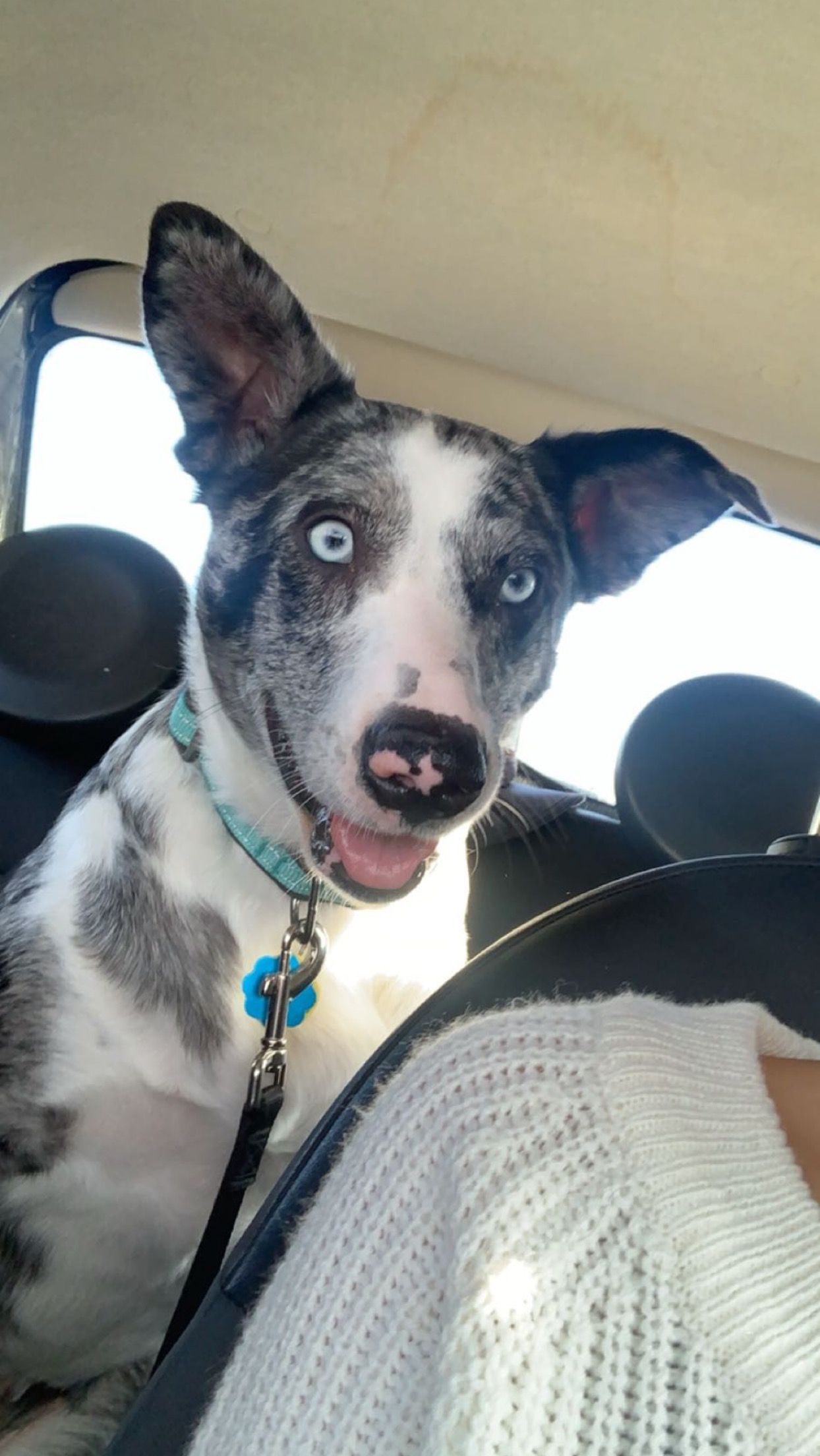 Happy black and white dog with bright eyes sitting in car seat wearing blue collar.