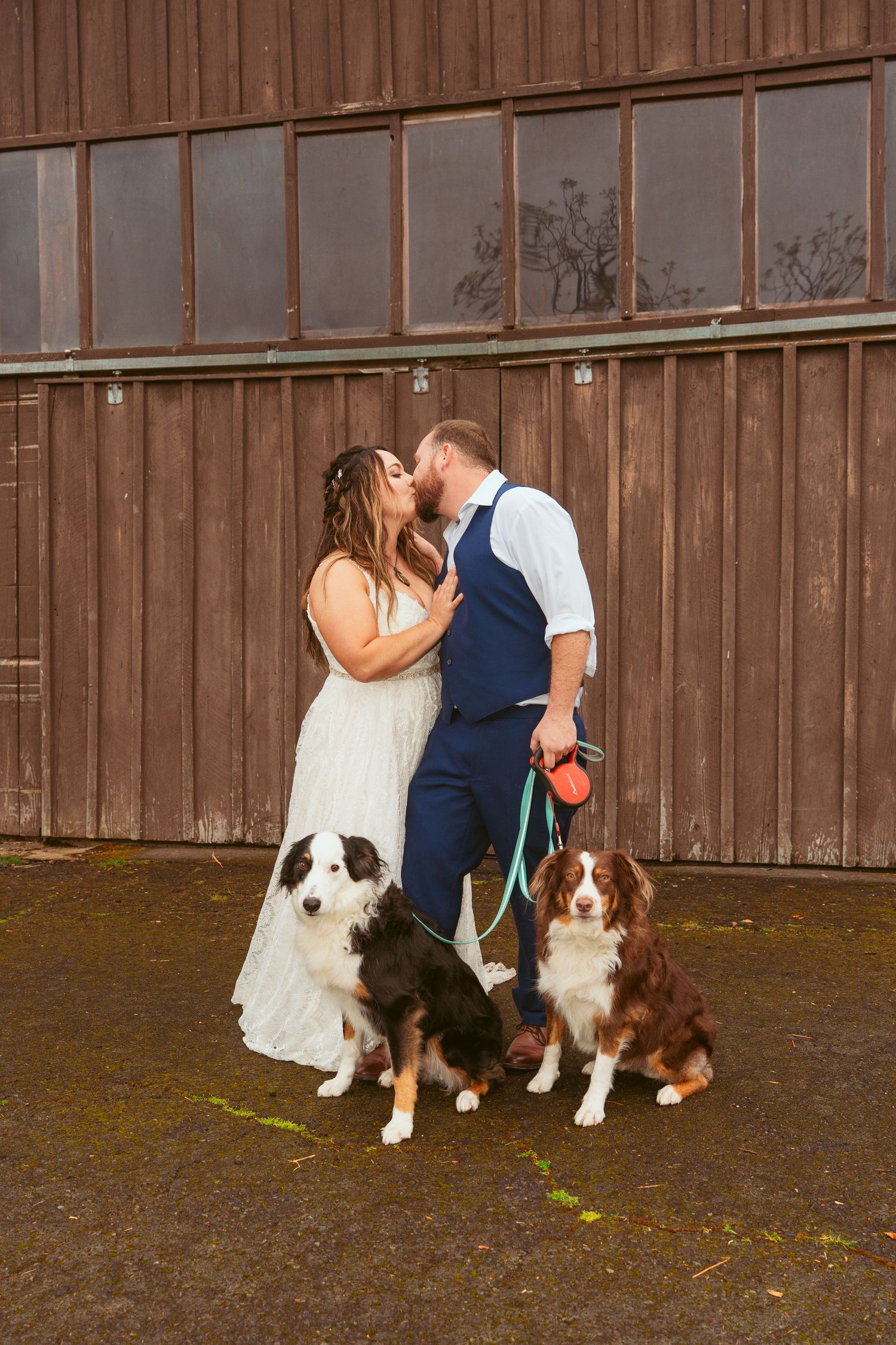 Newlyweds share a kiss against a rustic barn wall with two Australian Shepherd dogs.