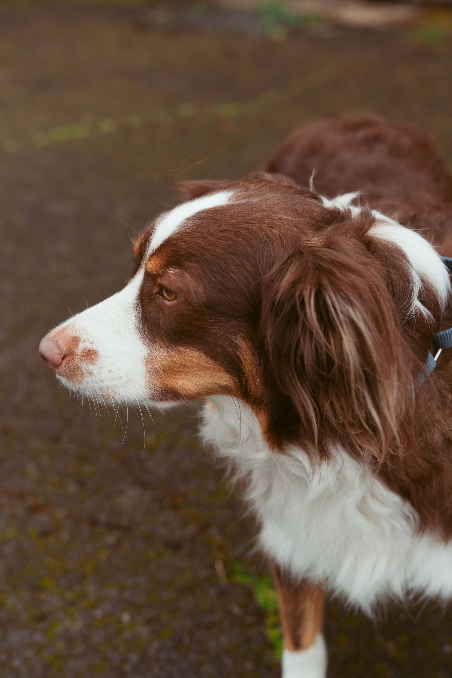 Profile view of a brown and white Border Collie looking to the side.