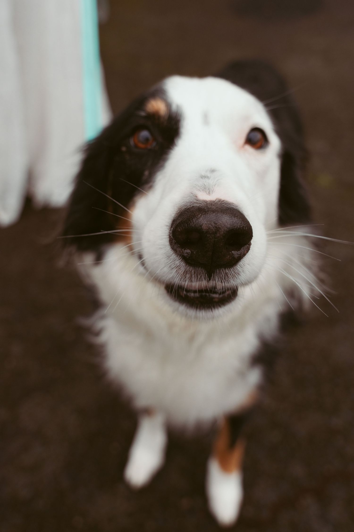 Close-up portrait of a Border Collie's face with distinctive black and white markings.