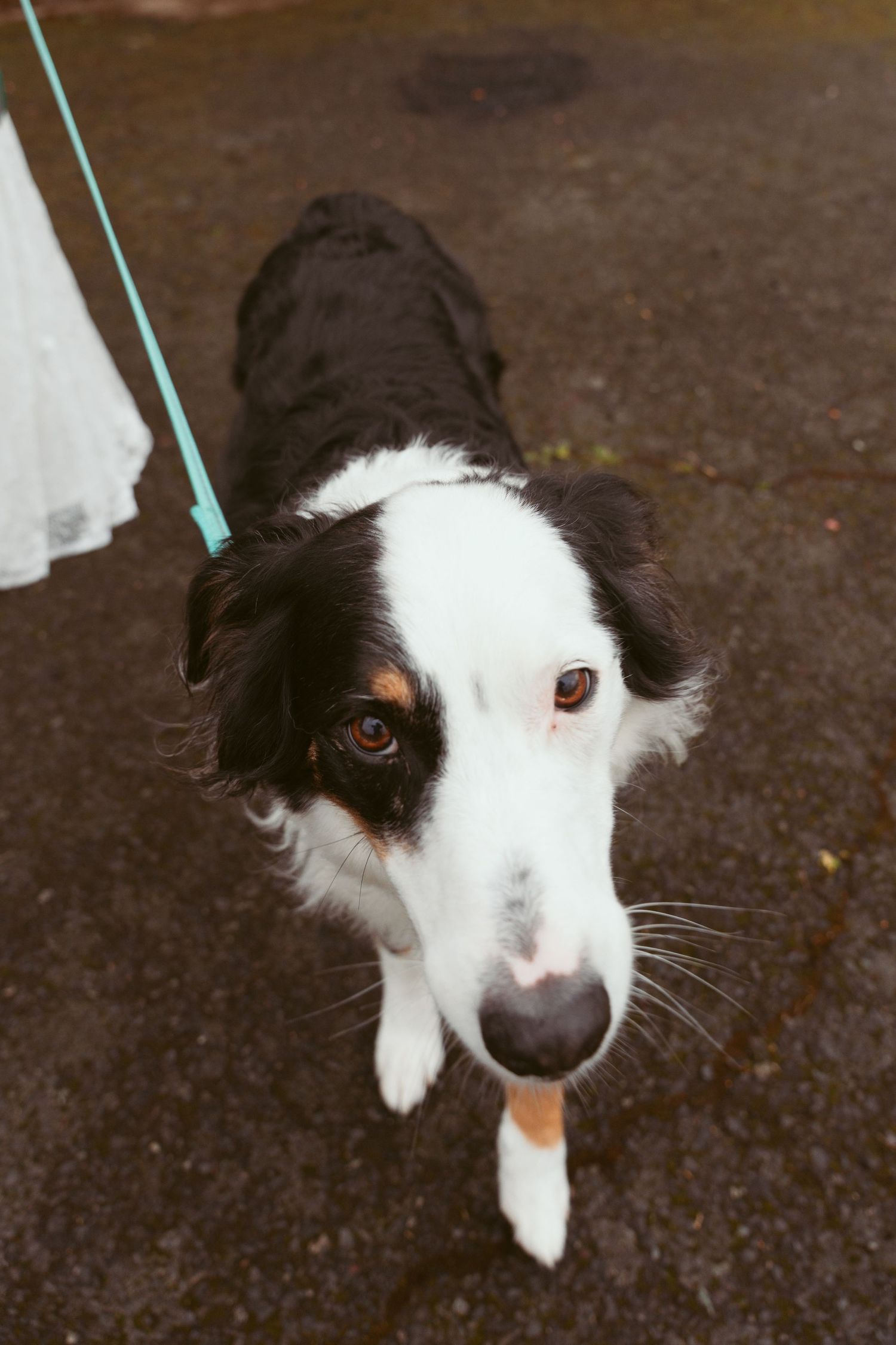 Black and white Border Collie on a leash looking up at the camera.