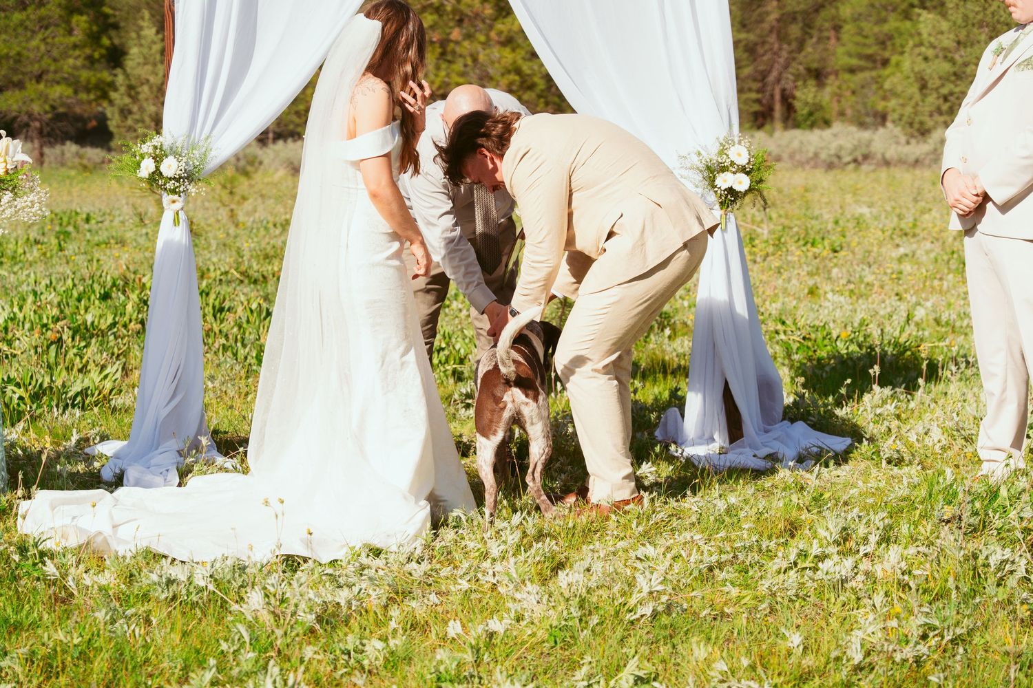 Outdoor wedding ceremony setup in a meadow with white fabric draping and pine forest backdrop.