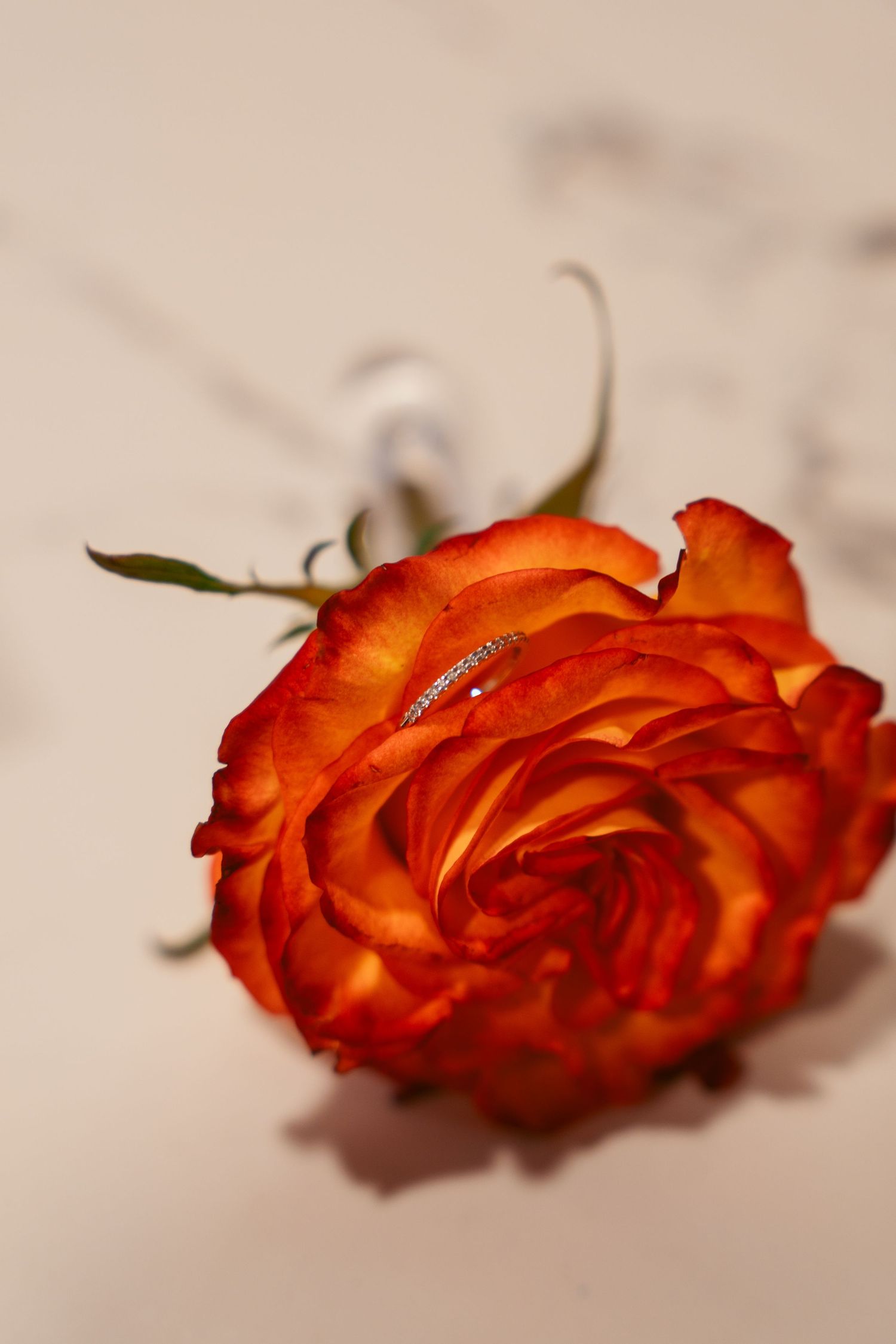 A vibrant orange rose lying on a white surface with soft focus detail.