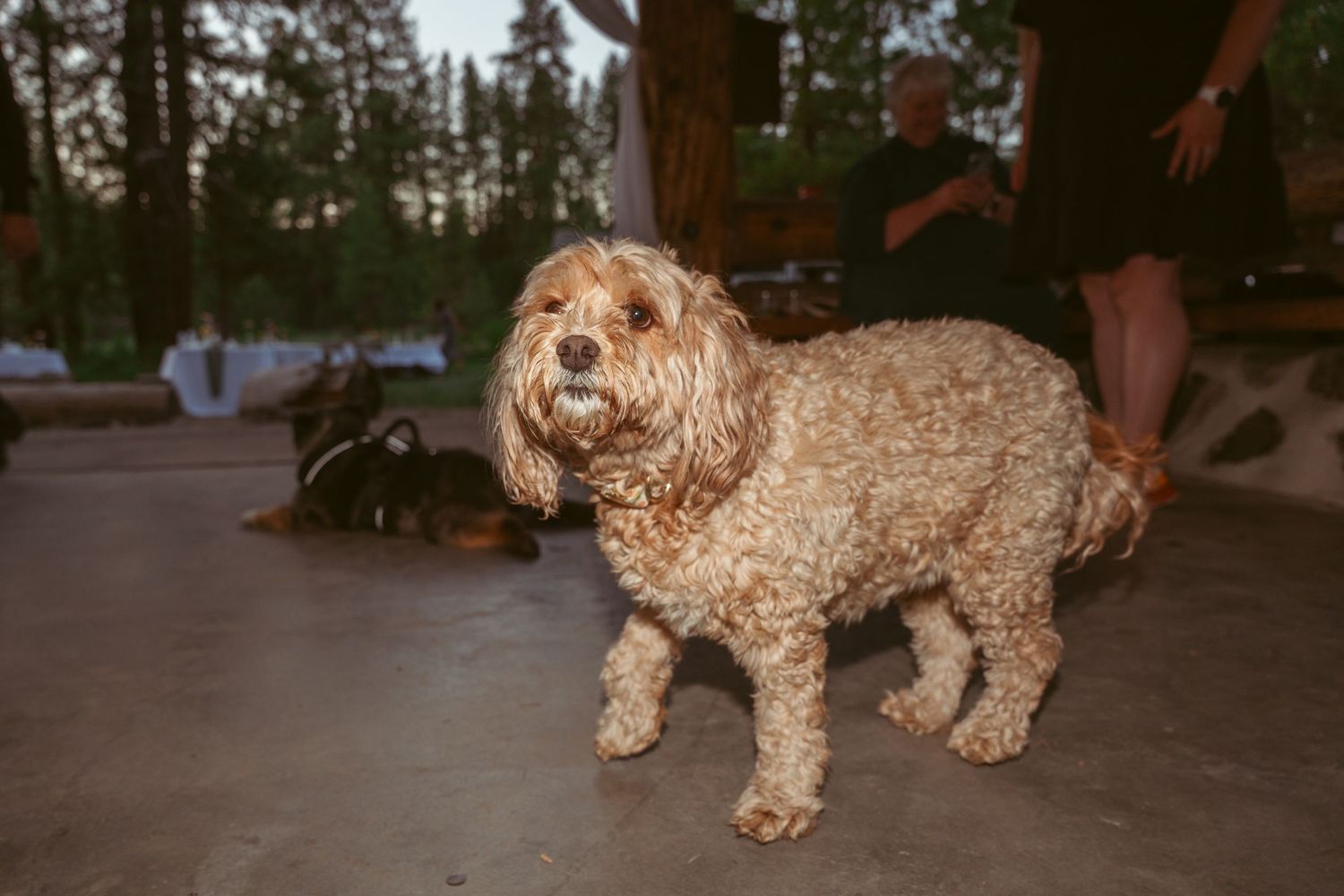 Fluffy dogs resting on the ground at an outdoor event.