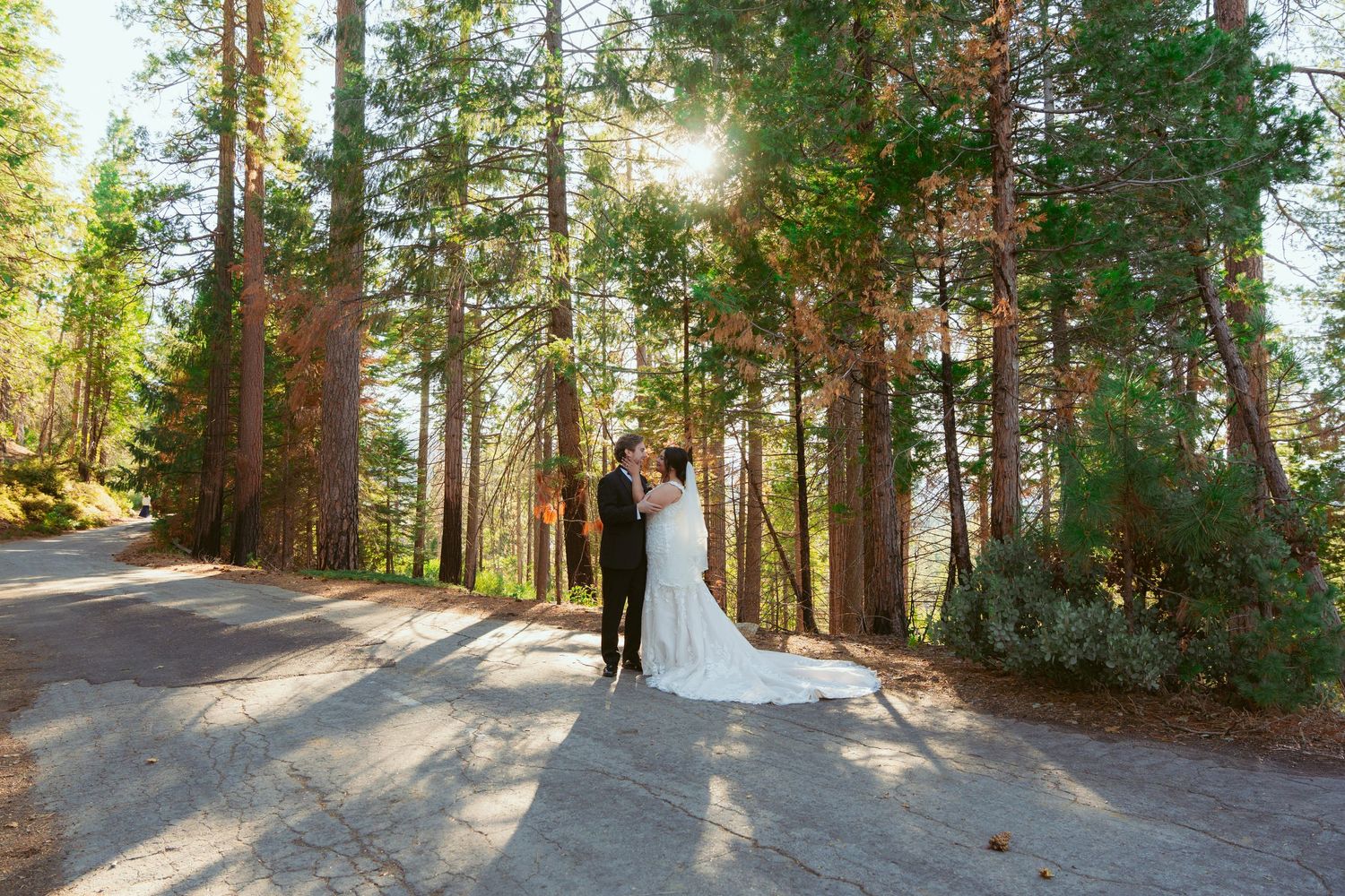 A scenic wedding photo with sunlit pine trees framing the couple on a winding forest path.