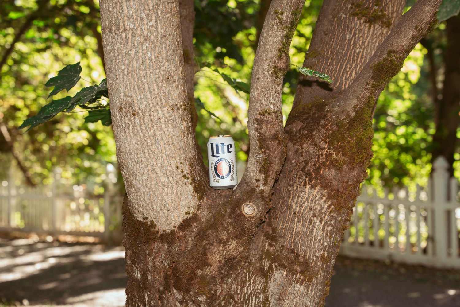 Sunlit tree trunks in a garden setting with dappled light filtering through green foliage.