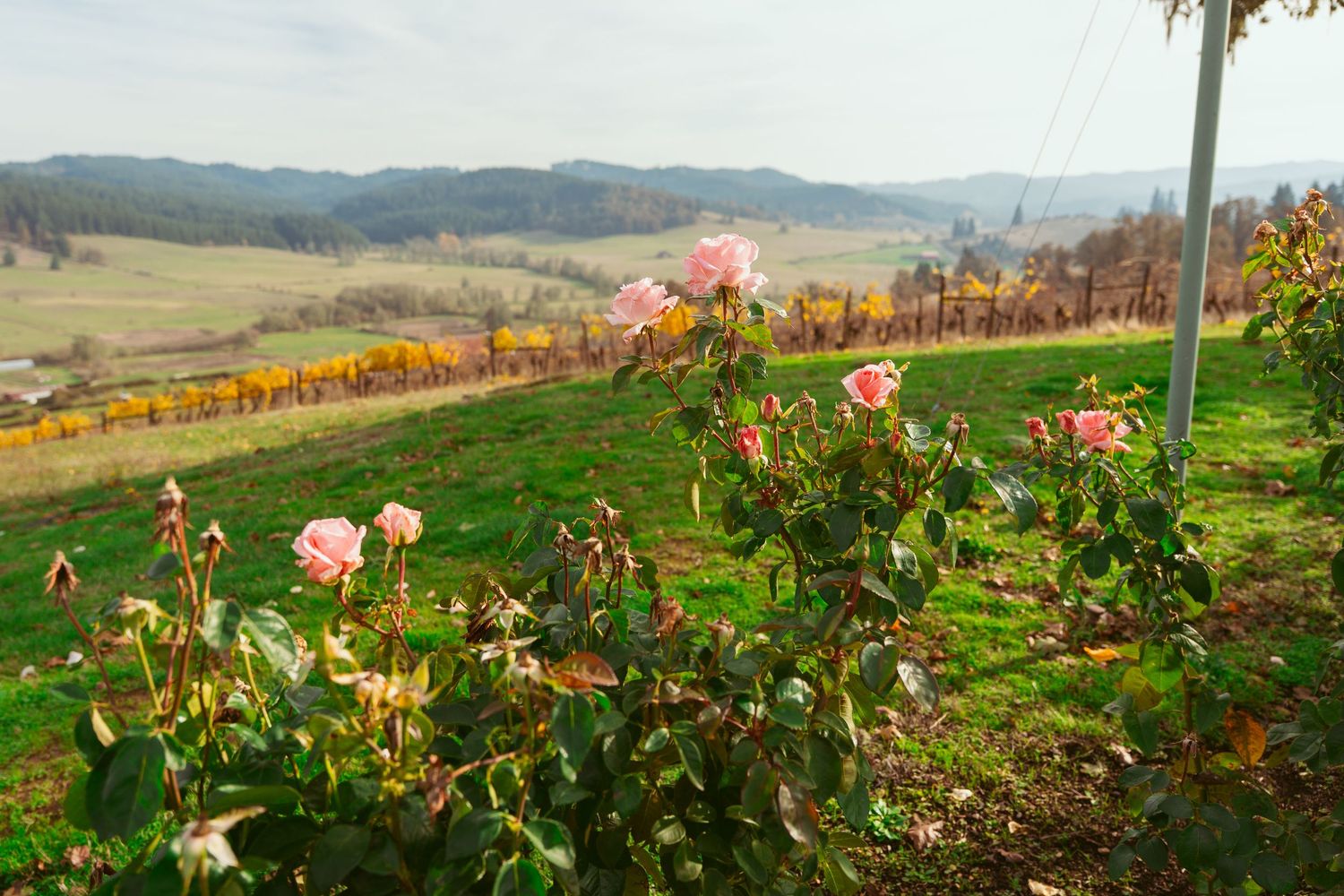 Scenic vineyard landscape with colorful autumn foliage and distant mountains.