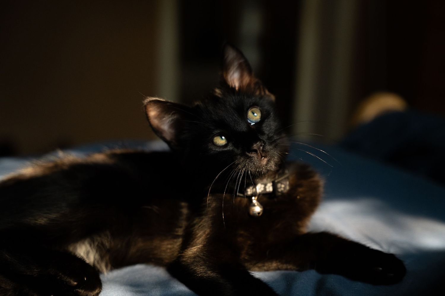 Black cat lounging in dramatic lighting with glowing eyes.