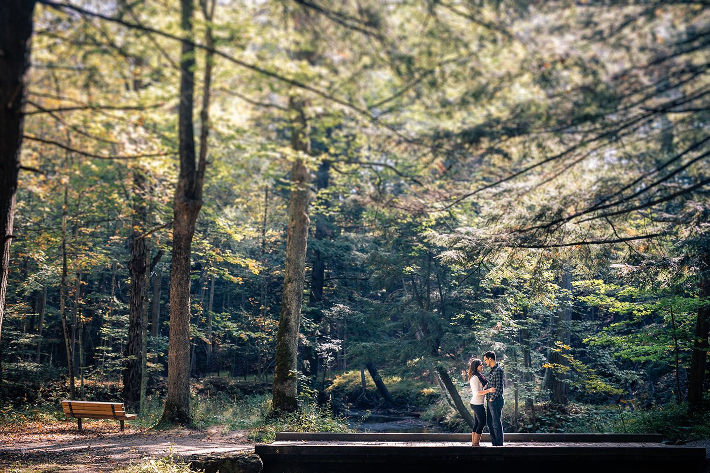 Sunlit forest path through tall pine trees with golden light filtering through the branches.