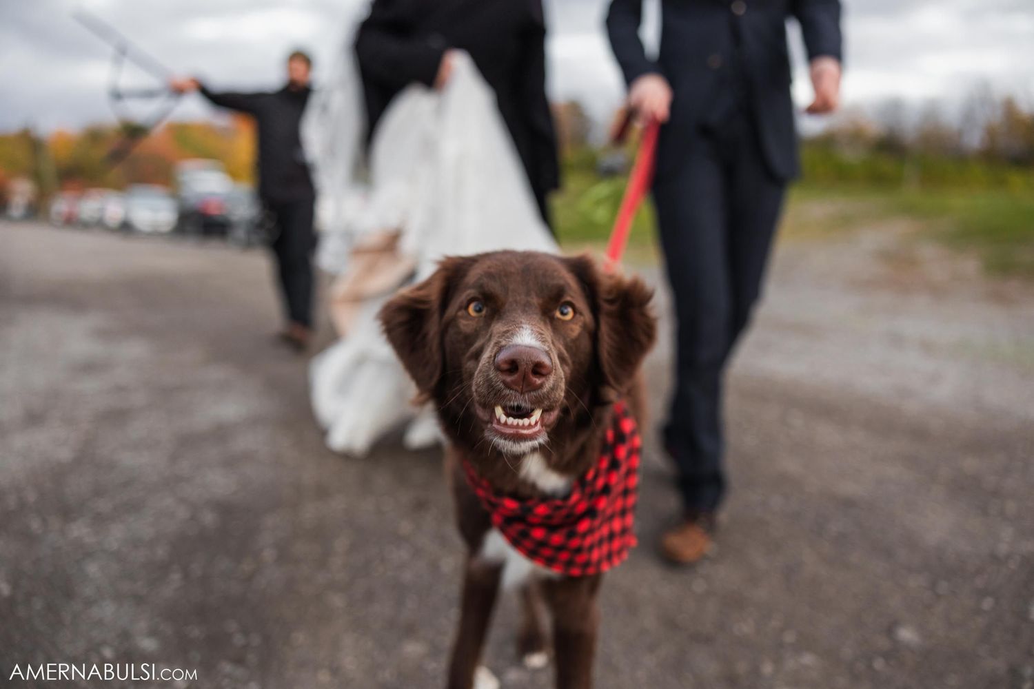 Happy chocolate brown dog wearing a red plaid bandana on leash during group walk on path.