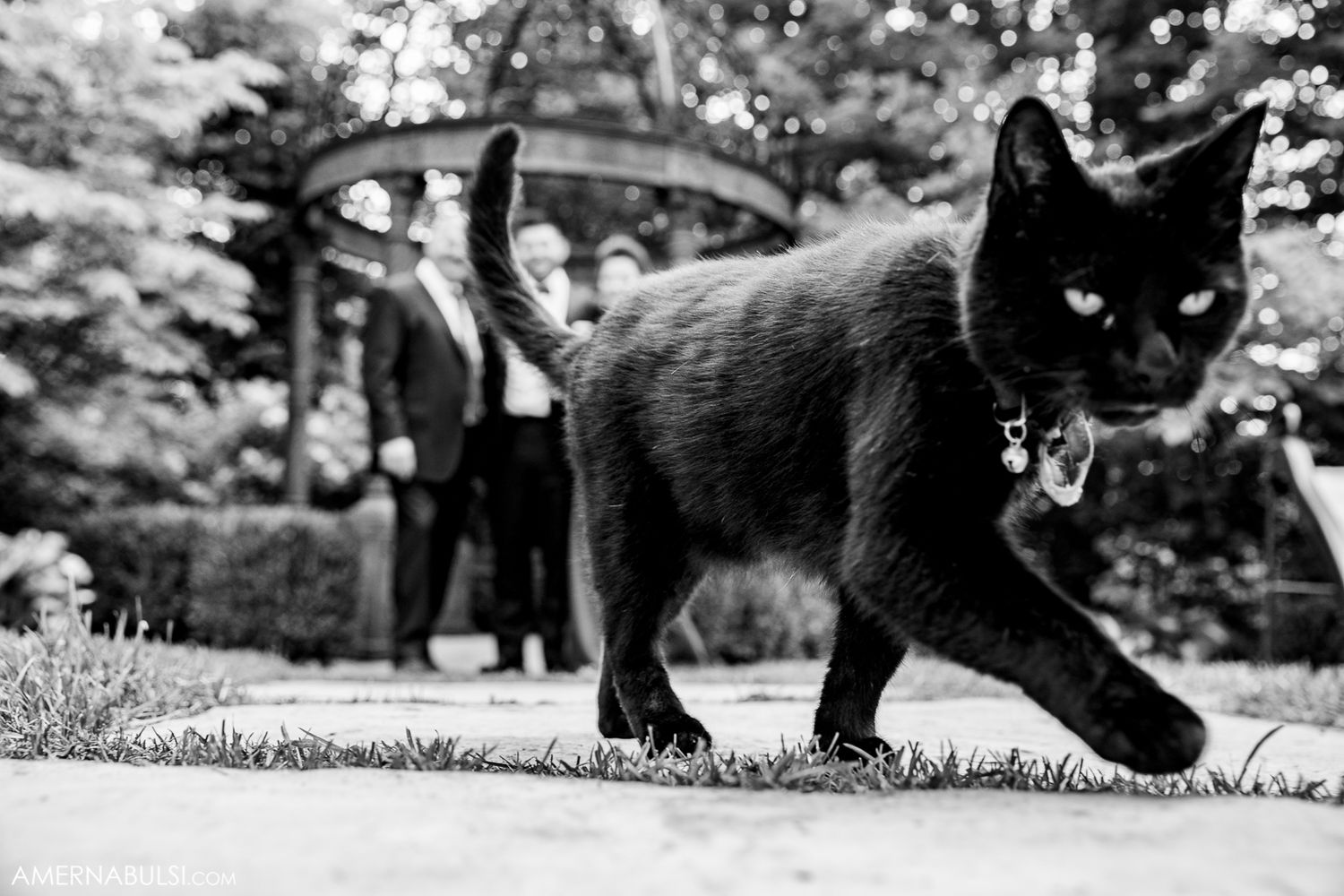 Black cat walking through garden greenery in black and white photography.