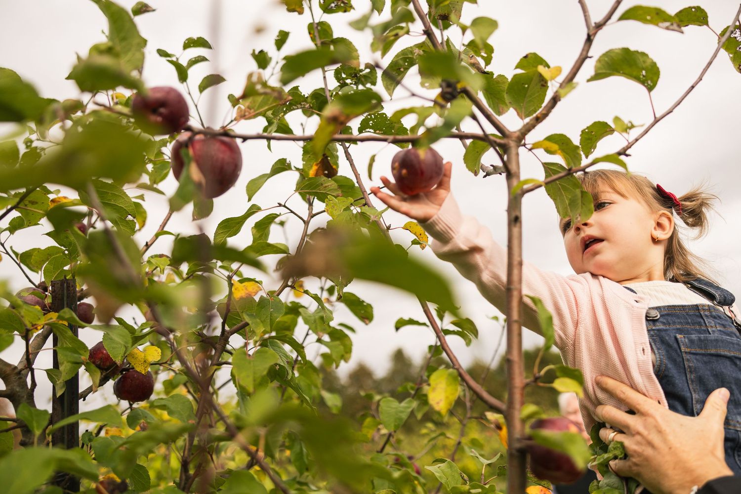 People reaching up to pick apples from trees in an orchard during harvest season.