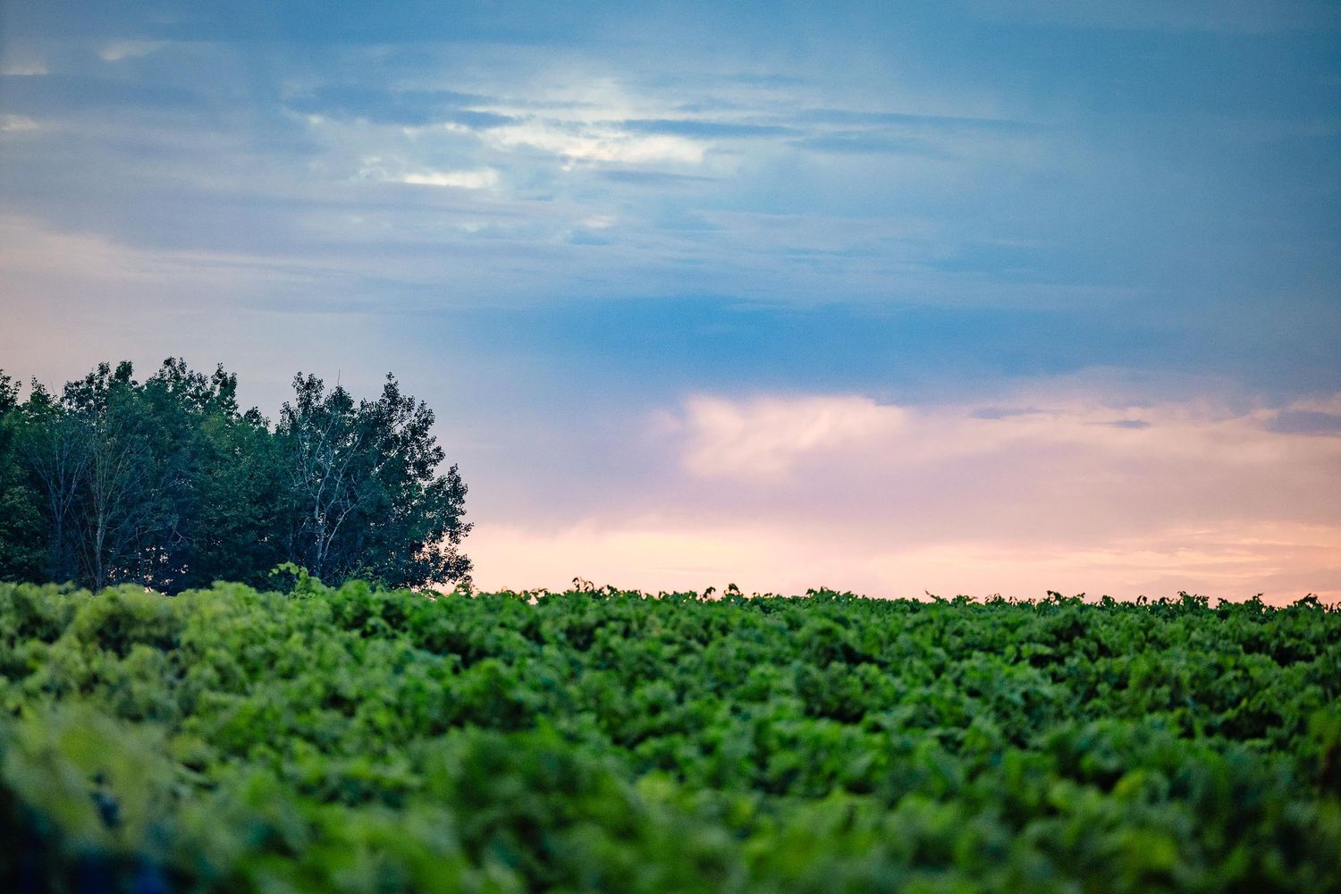 Scenic sunset over a lush green agricultural field with trees on the horizon.