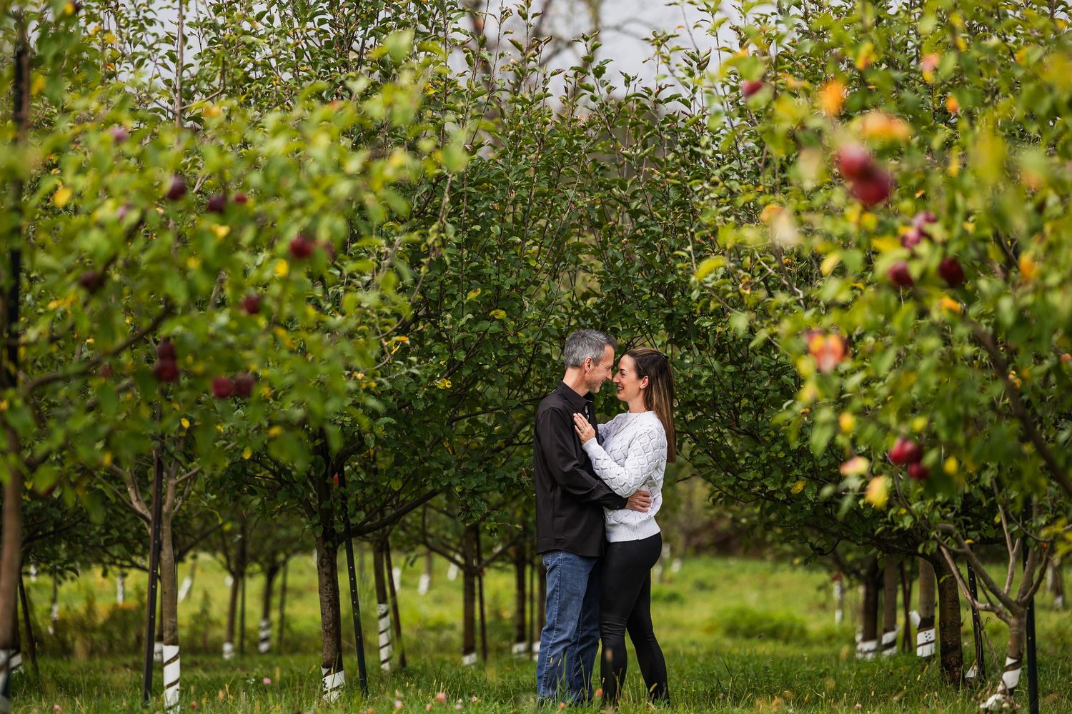 People walk through rows of apple trees in an orchard during harvest season.