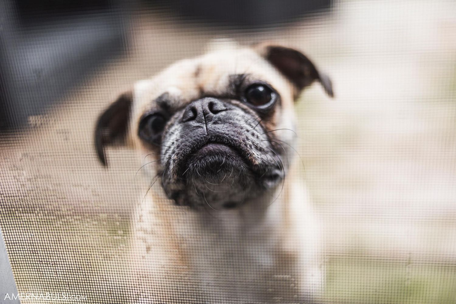 Close up portrait of pug dog with wrinkled face looking at camera.