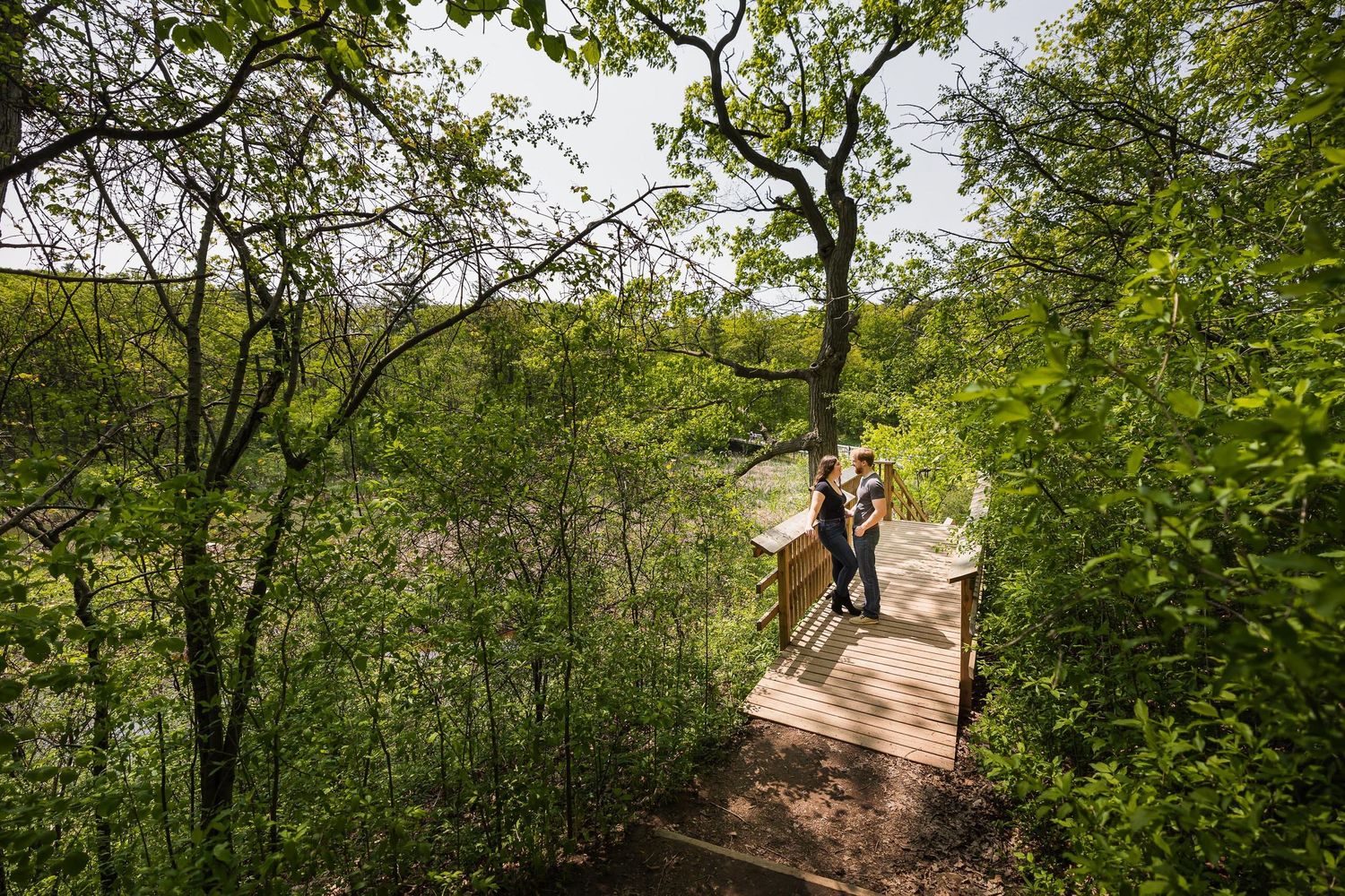 Wooden walkway winding through lush green forest canopy on sunny day.