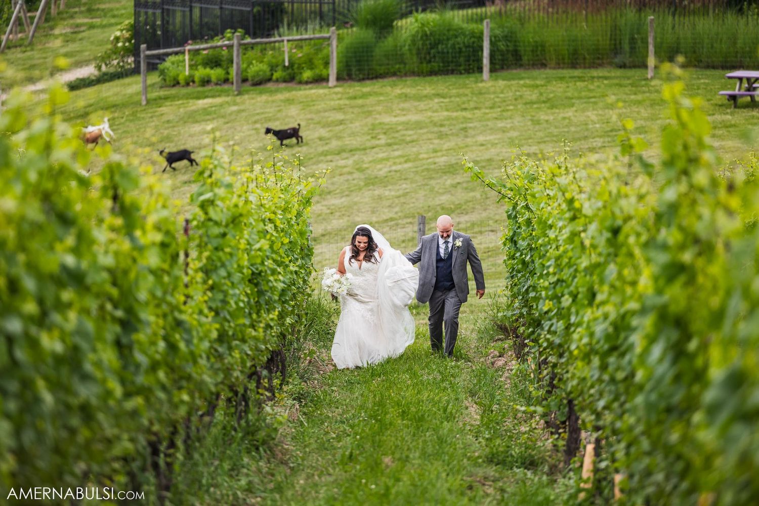 Couple walking through vineyard rows on wedding day.