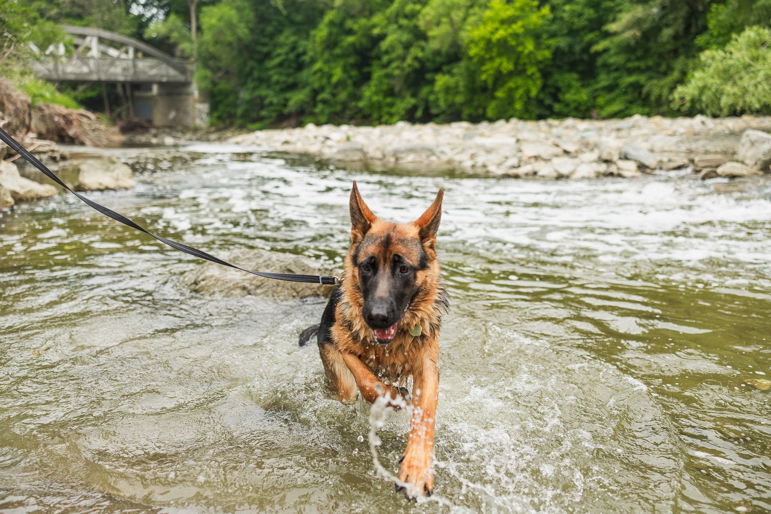 German Shepherd dog swimming and playing in a shallow river with a bridge in the background.