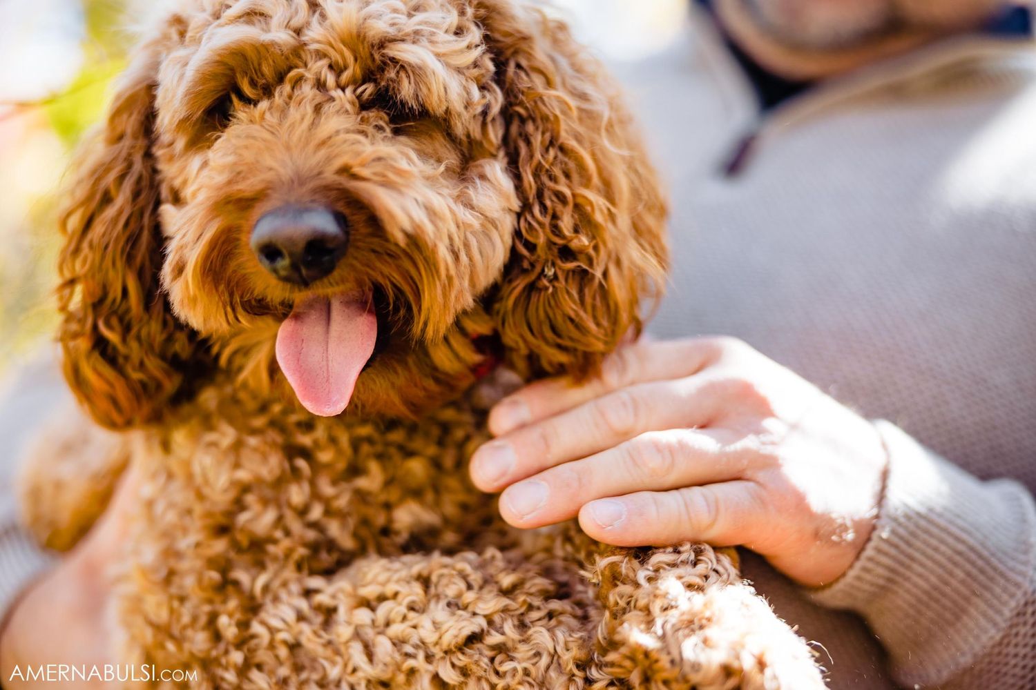 Happy goldendoodle dog with curly brown fur being petted in sunlight.