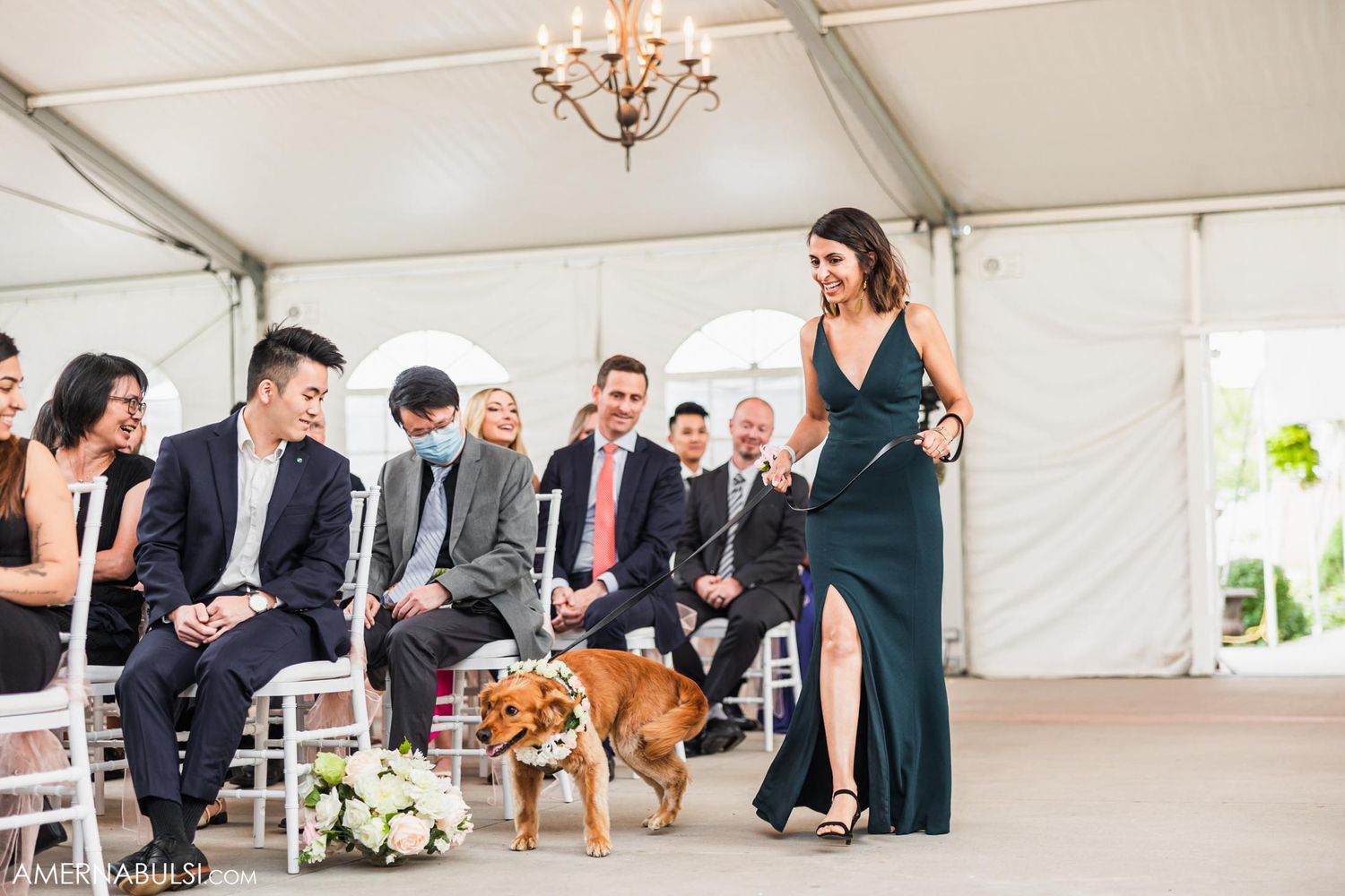A brown dog wearing floral collar walks down the wedding aisle while guests watch from white chairs.