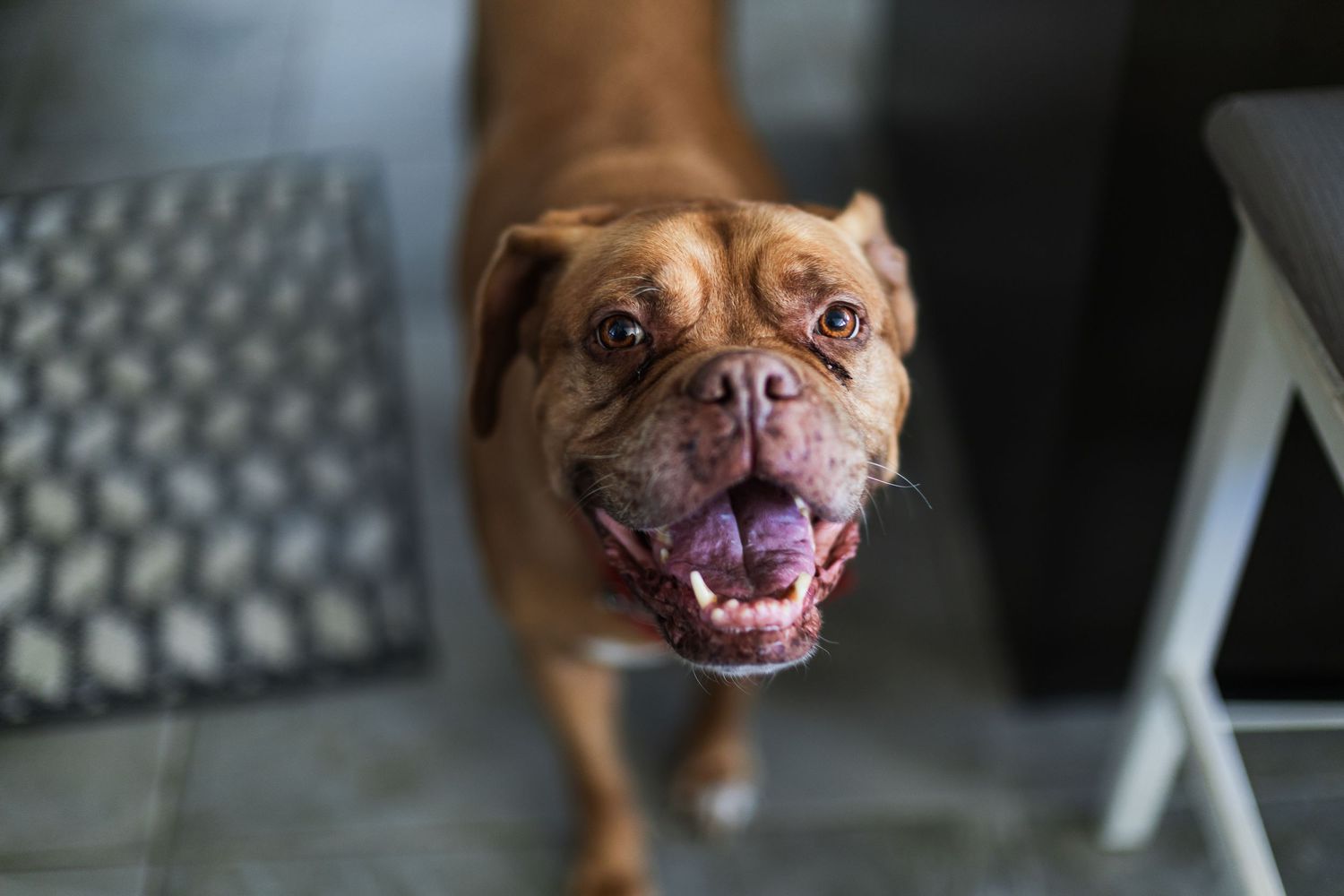 Happy brown Dogue de Bordeaux dog looking up at camera with tongue out indoors.