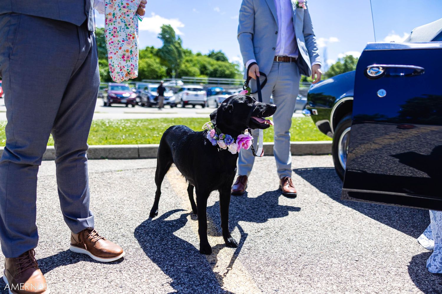 Black dog wearing floral collar stands between people at outdoor wedding venue.