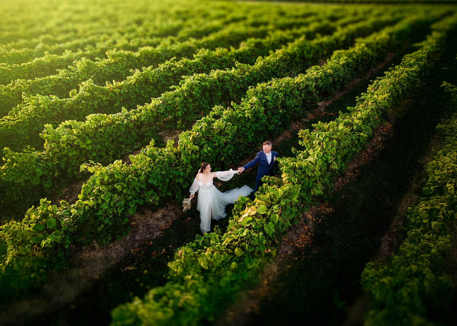 Artistic aerial wedding photos captured in lush green vineyard rows during golden hour.