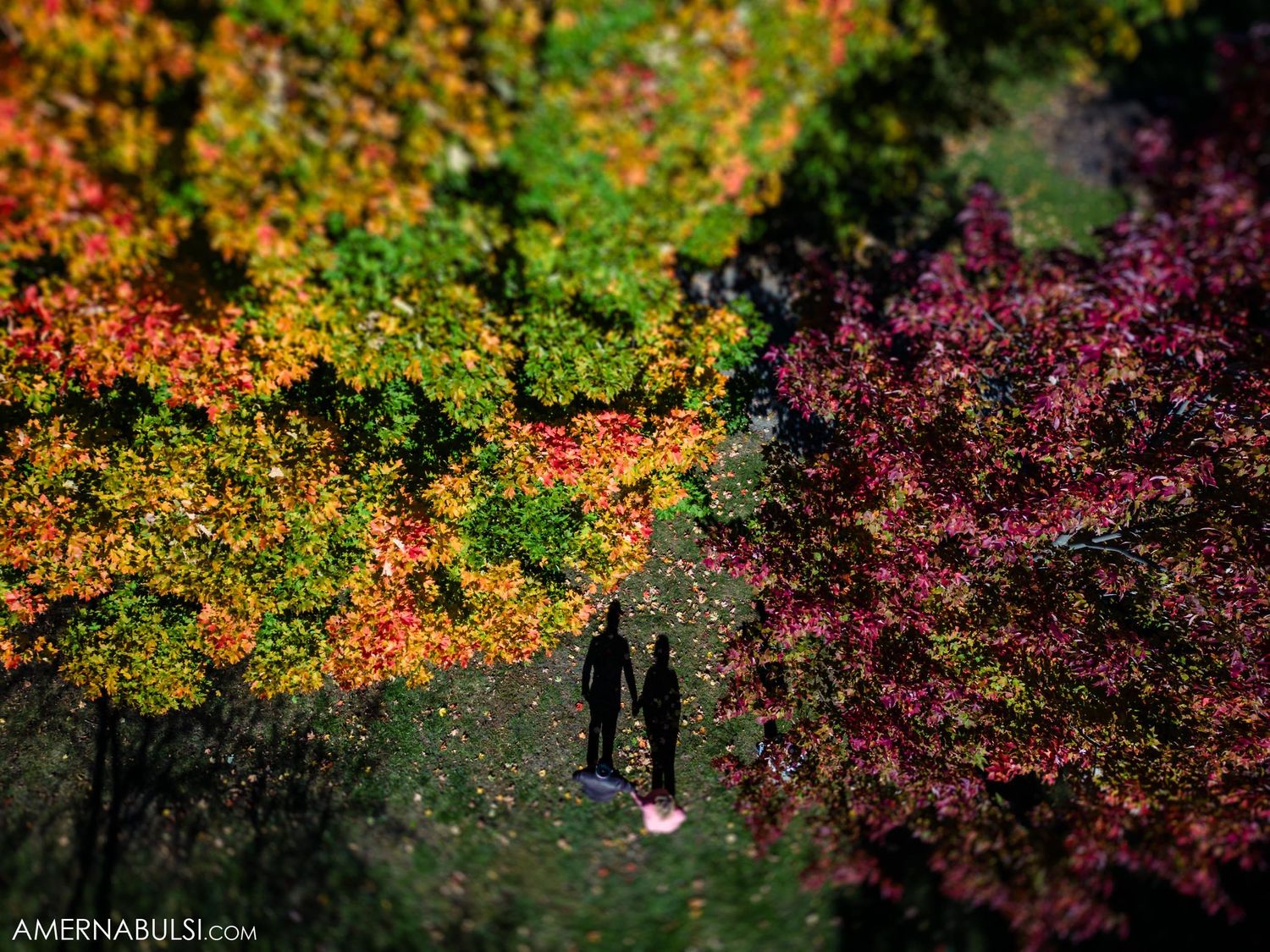 Colorful autumn trees with orange and purple foliage frame a distant path.