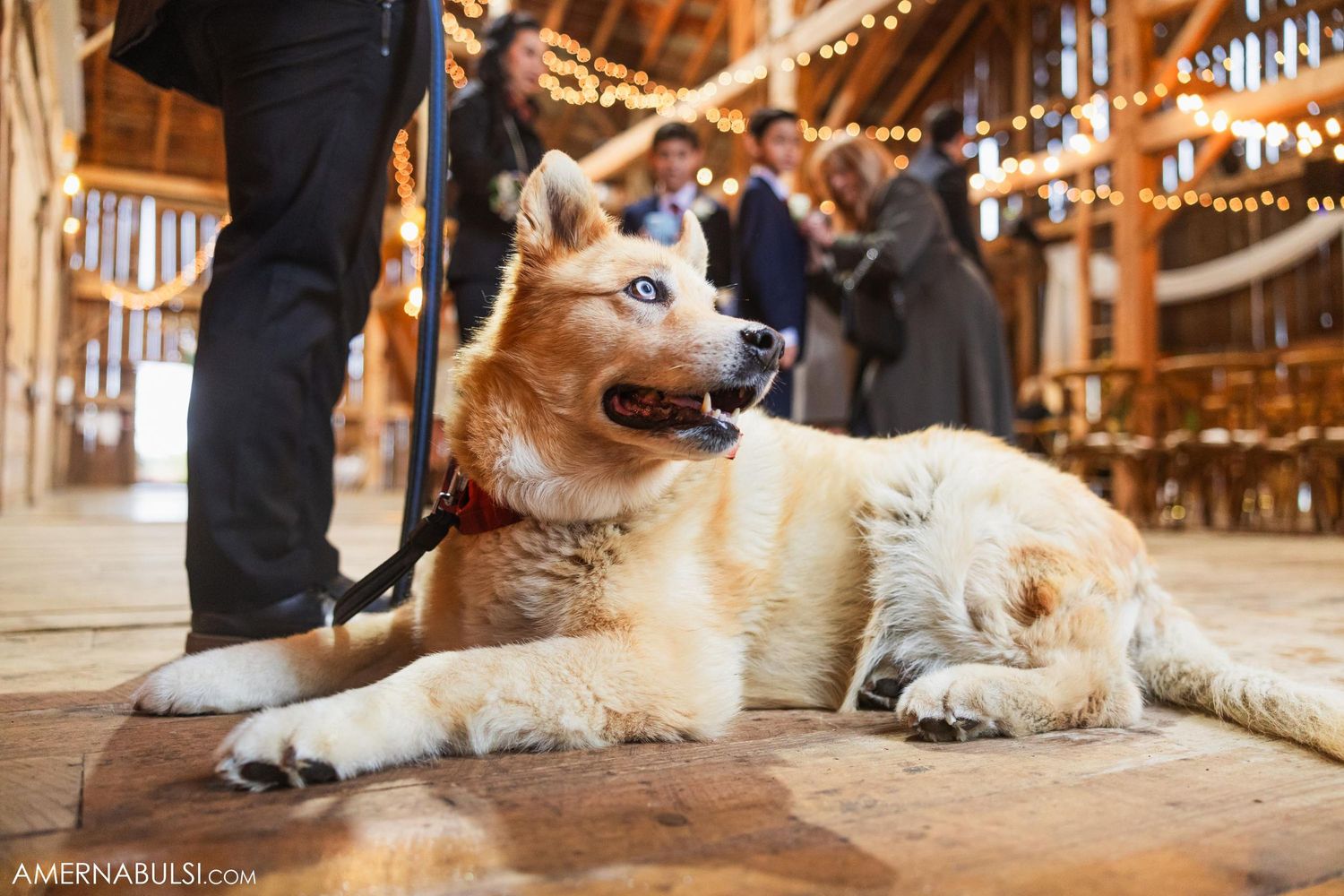 A husky with blue eyes rests on a wooden floor in what appears to be a rustic barn or venue setting.