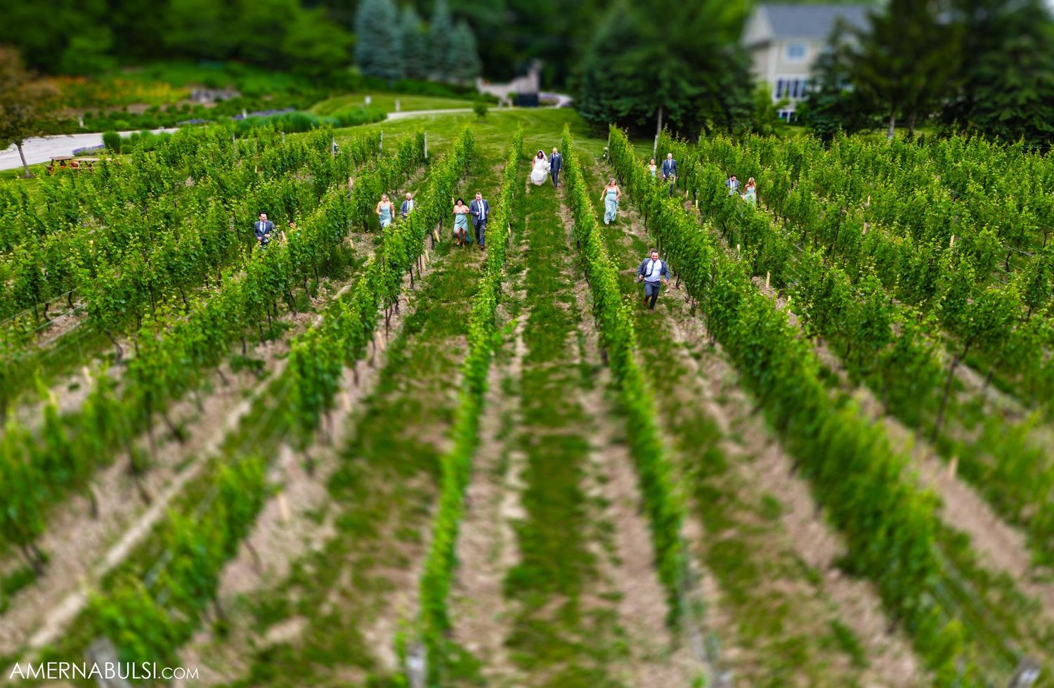 Rows of young grape vines growing in neat lines at a vineyard with tilt-shift photography effect.