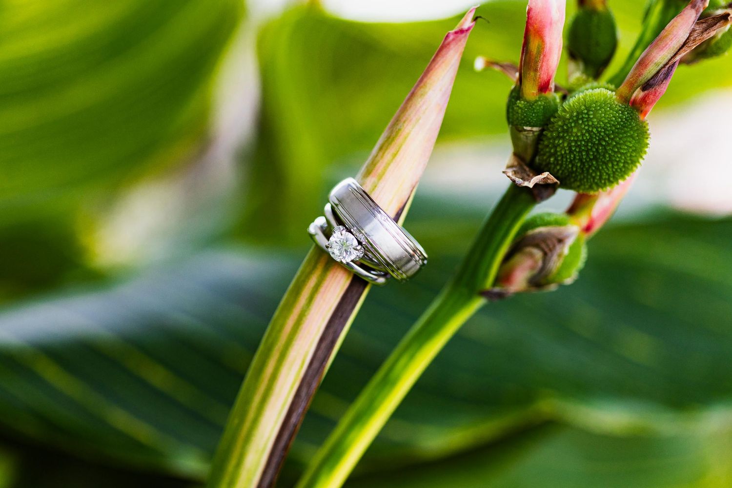 Wedding ring perches elegantly on a green plant stem with blurred foliage in the background.