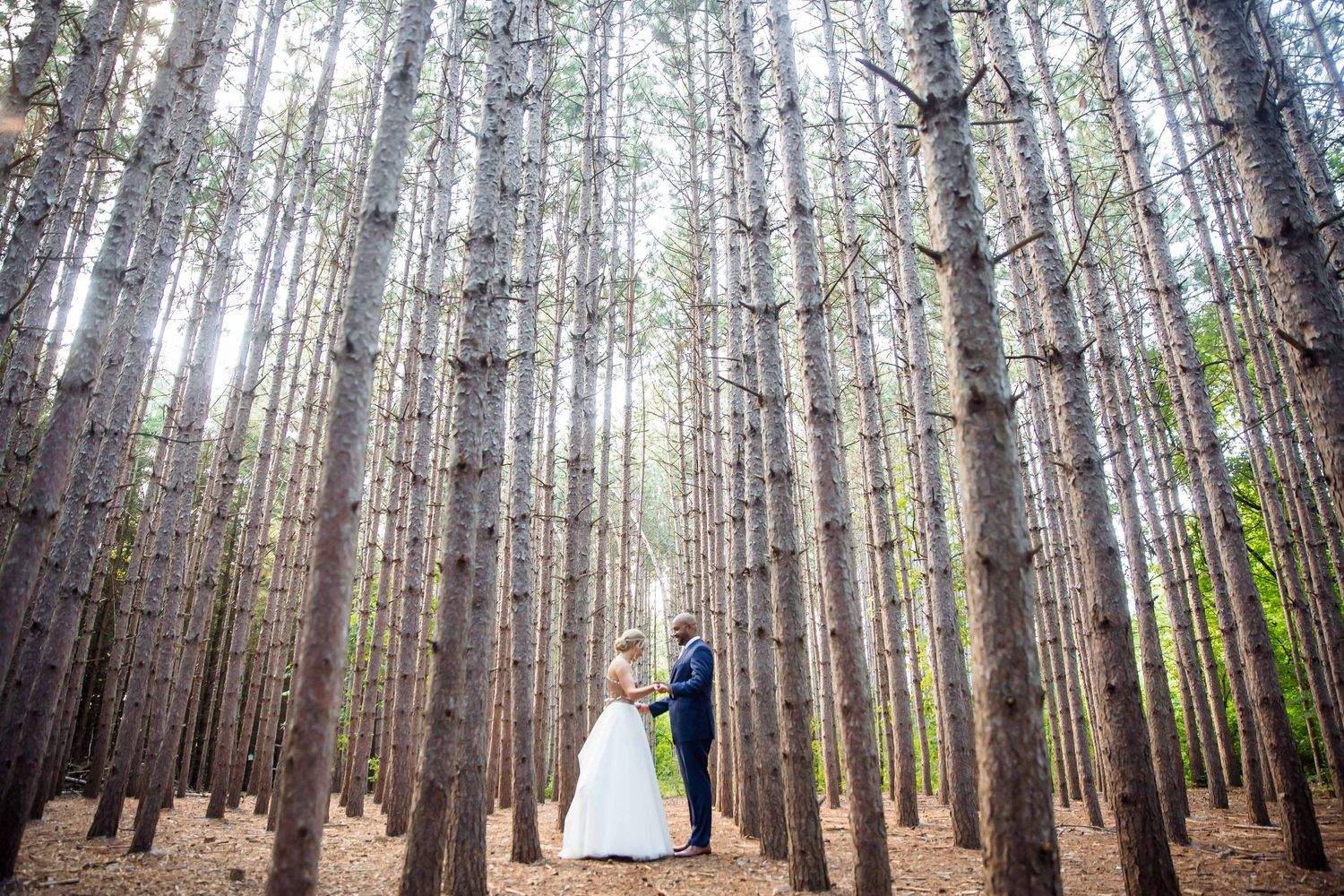 Wedding photography sequence in a tall pine forest with dramatic natural lighting.