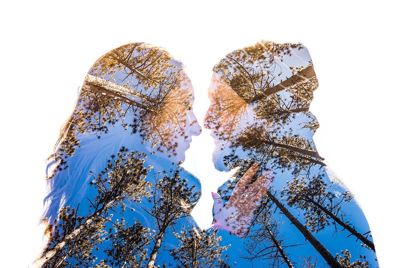 Silhouettes of tall trees against a bright blue sky create a natural canopy pattern.