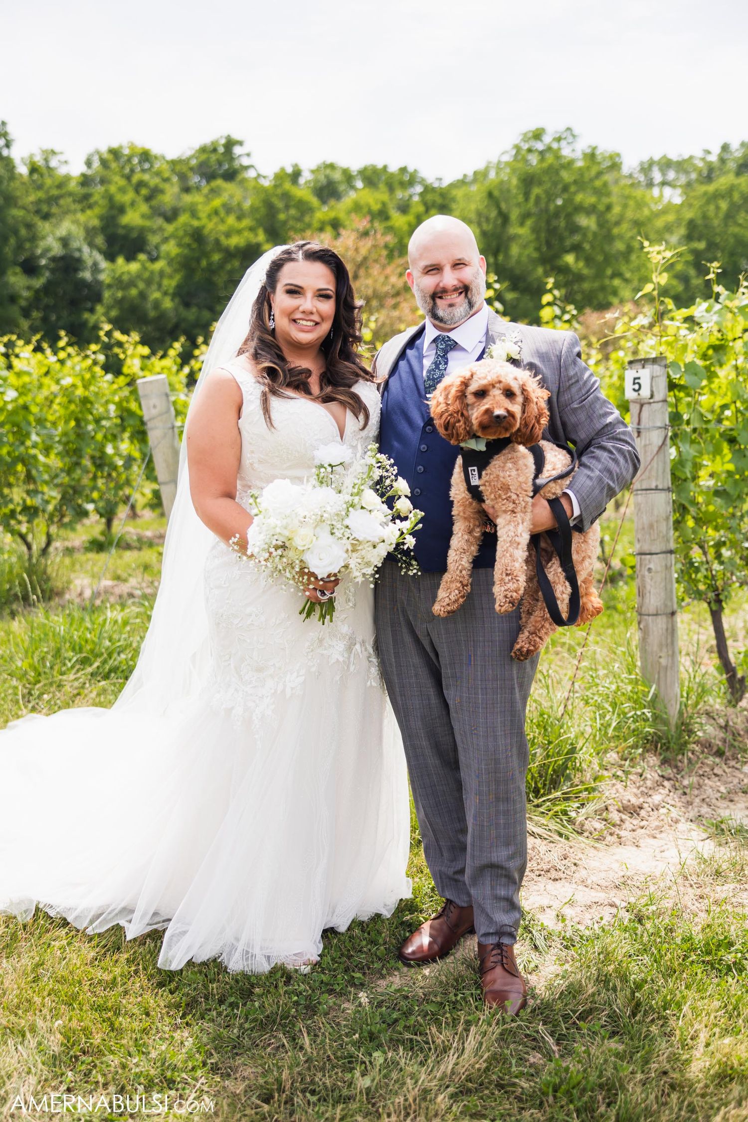 Wedding couple poses with their goldendoodle dog among vineyard rows on sunny day.