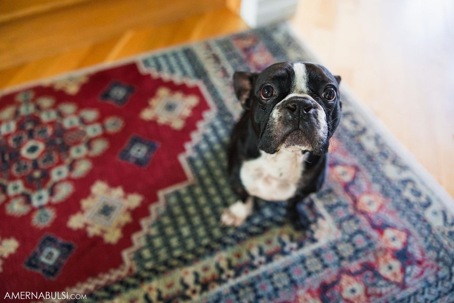 Boston Terrier dog sitting on colorful patterned oriental rug.