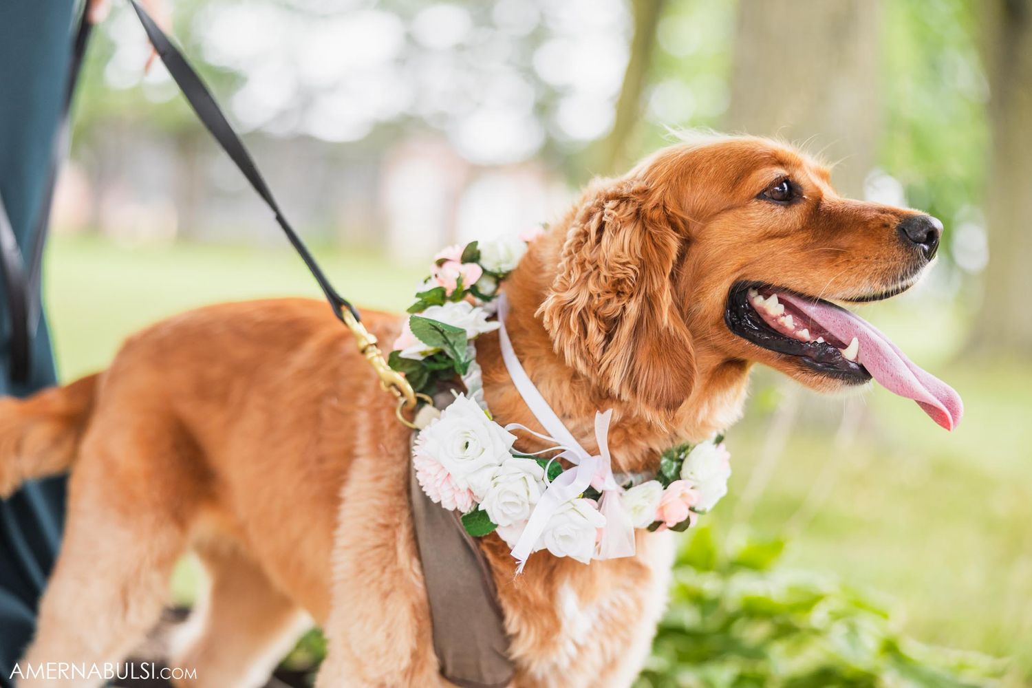 An adorable brown dog wearing a white floral collar smiles during outdoor wedding photos.