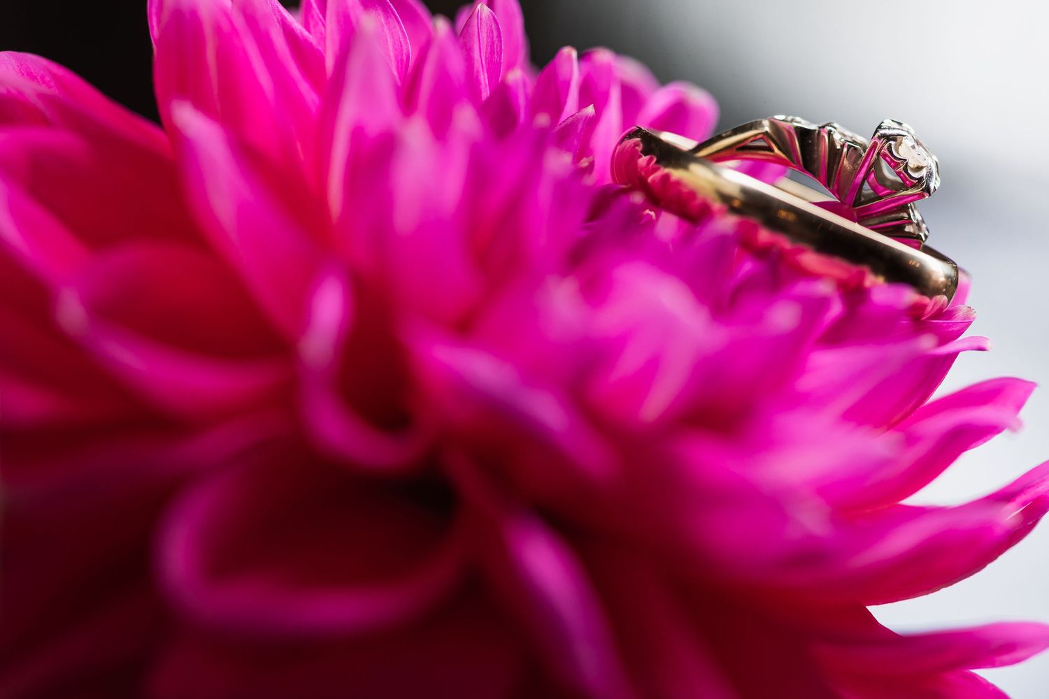 Gold engagement and wedding rings resting on a vibrant pink dahlia flower, captured in a close-up macro photography shot.