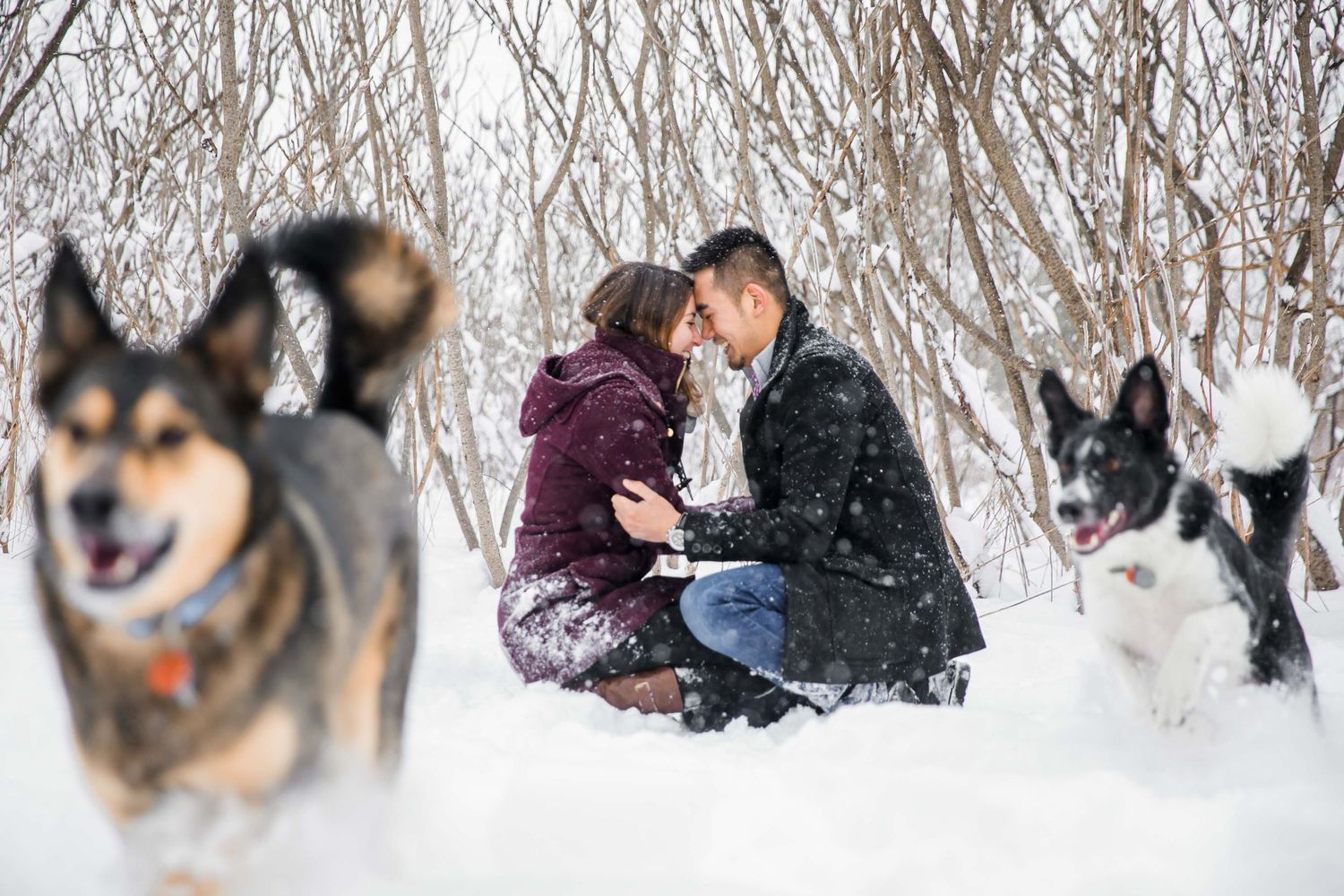 Winter engagement photos with playful dogs in snowy landscape.