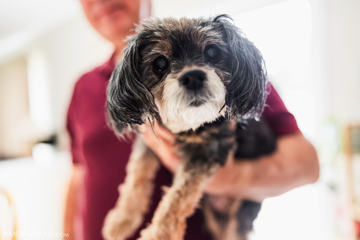 Small black and white dog with shaggy fur being held and looking at camera.
