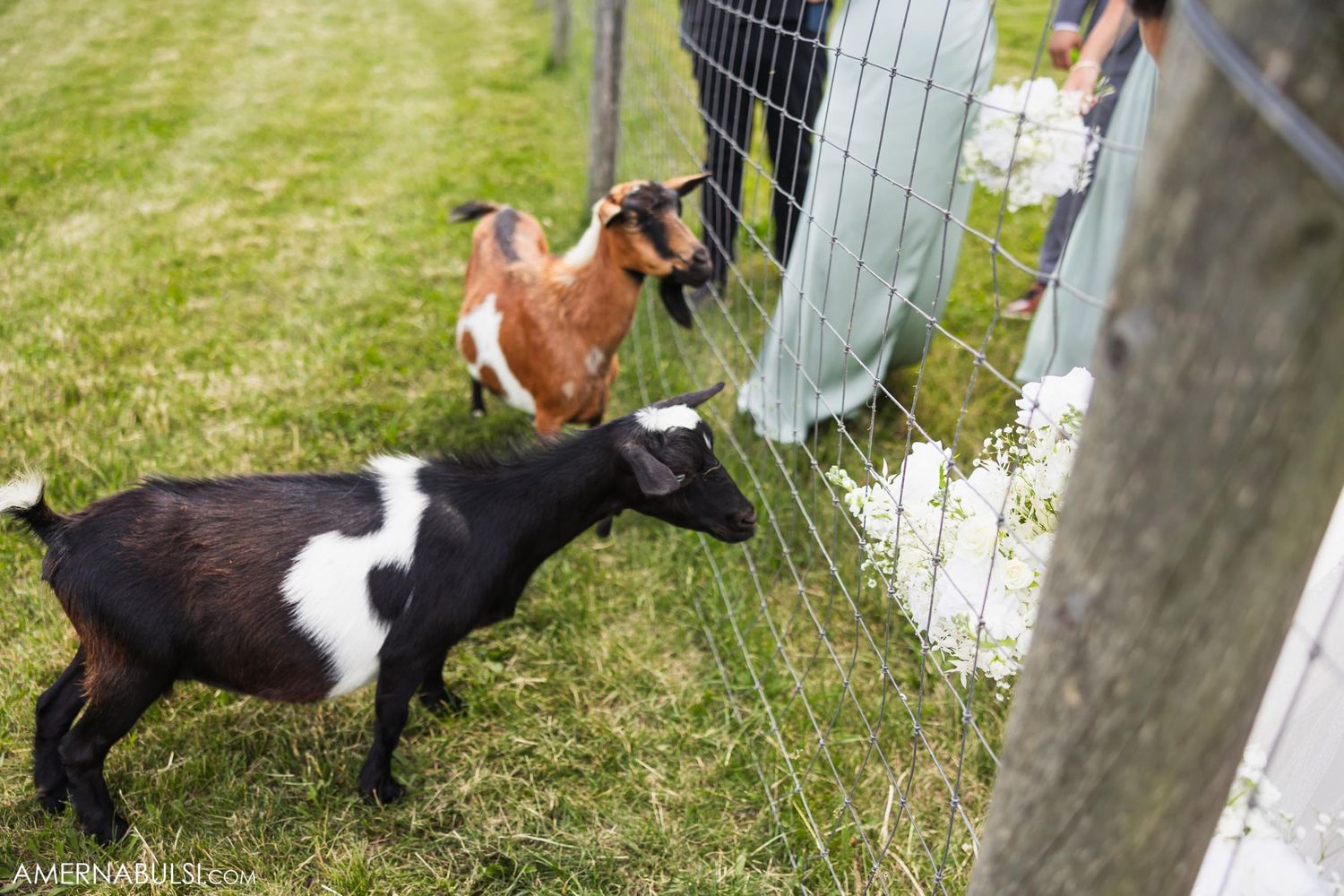 Two goats peek through wire fence near white floral decorations.