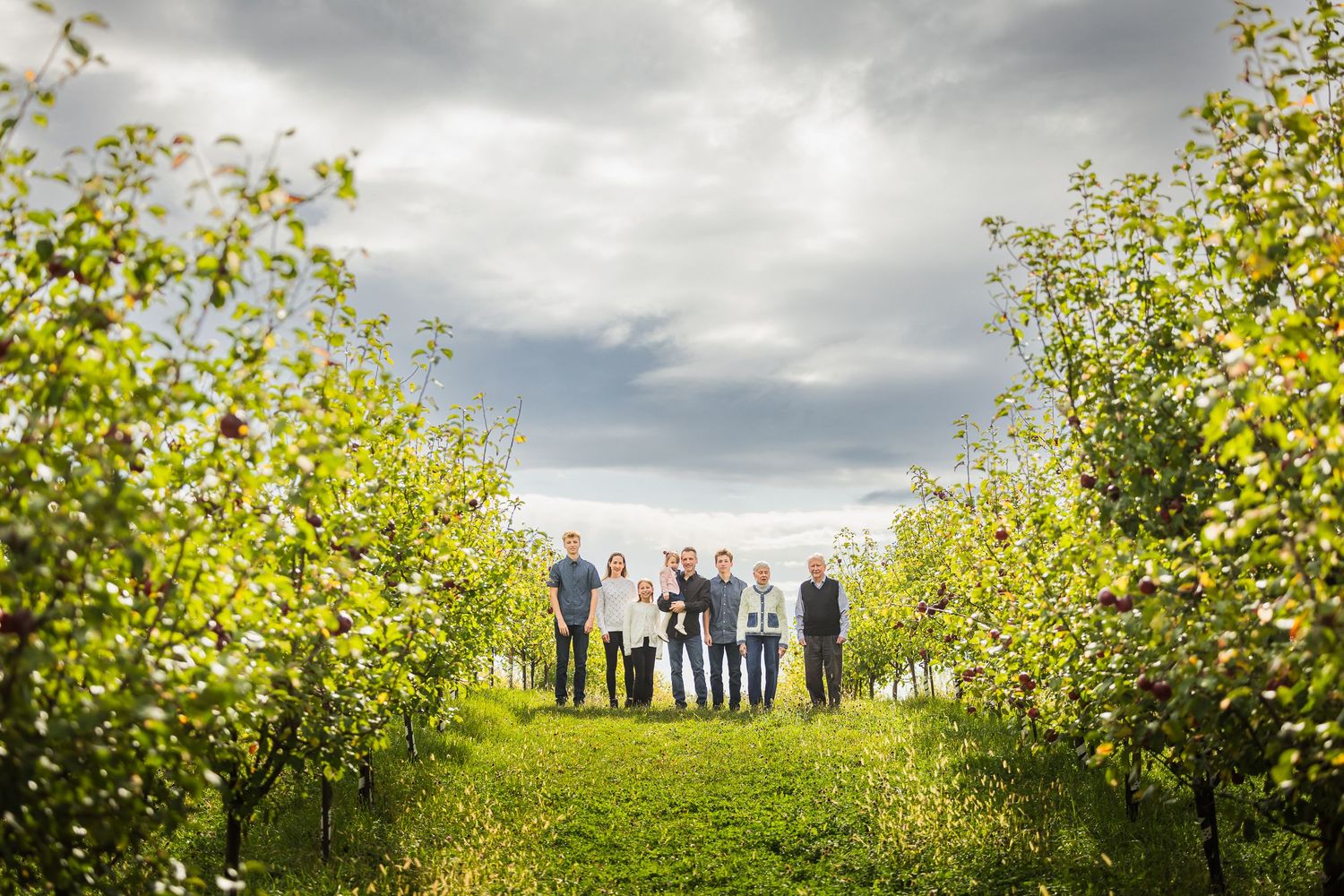 A panoramic view of an apple orchard with trees in full bloom under dramatic cloudy skies.
