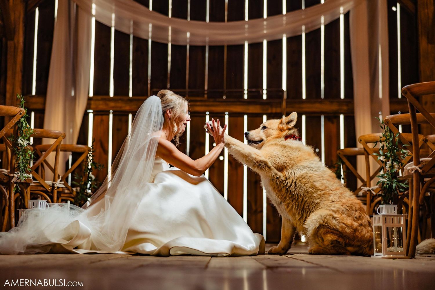 Playful moment between bride in white gown and excited dog in rustic wooden venue.