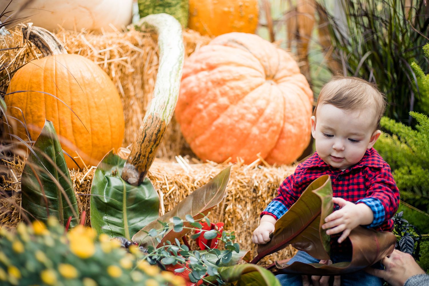 A collection of autumn pumpkin patch photos showing children exploring and playing among orange pumpkins and hay bales.