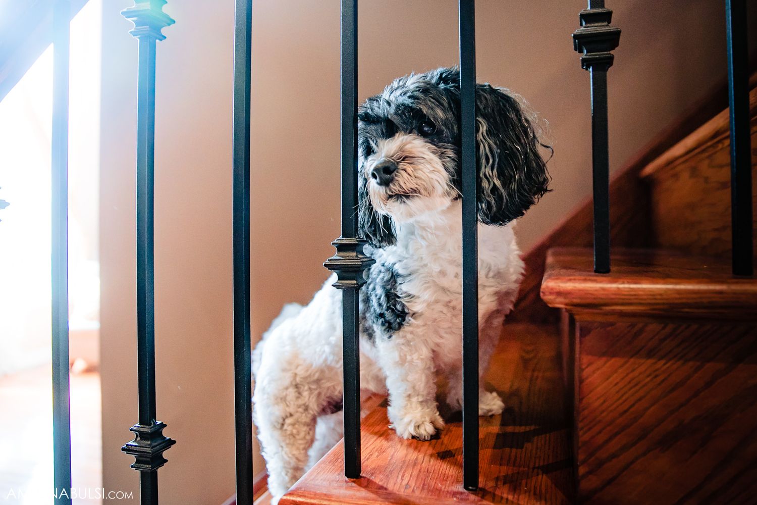Small white dog peers through black metal staircase railings in a home interior.