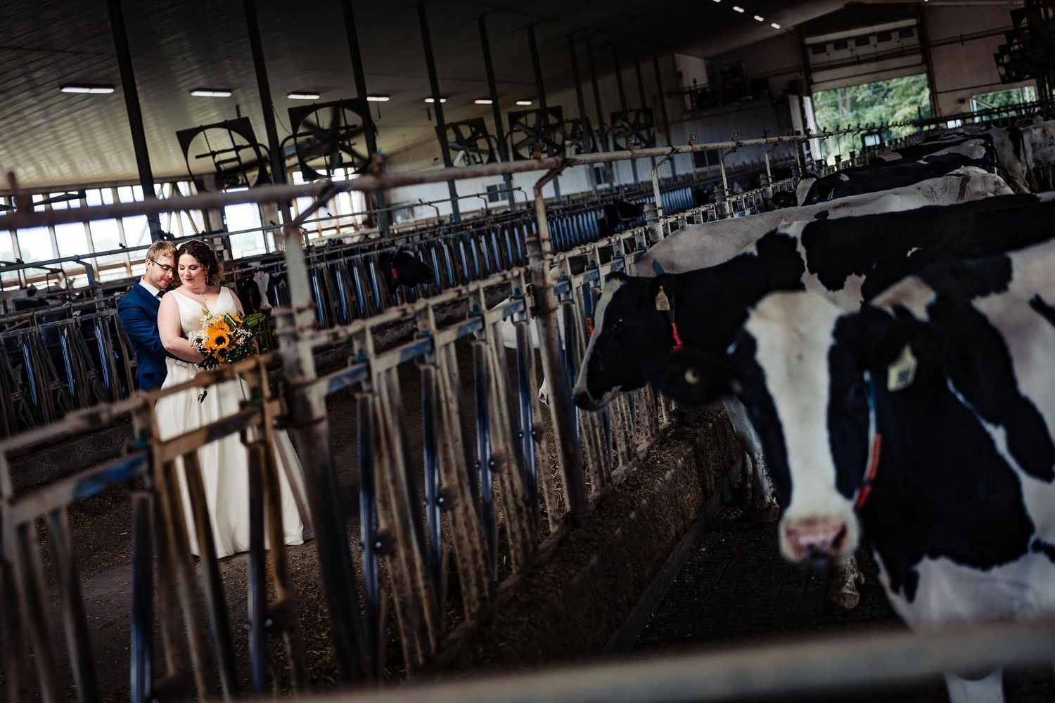 Wedding photo captured in dairy barn with Holstein cow visible in the foreground.
