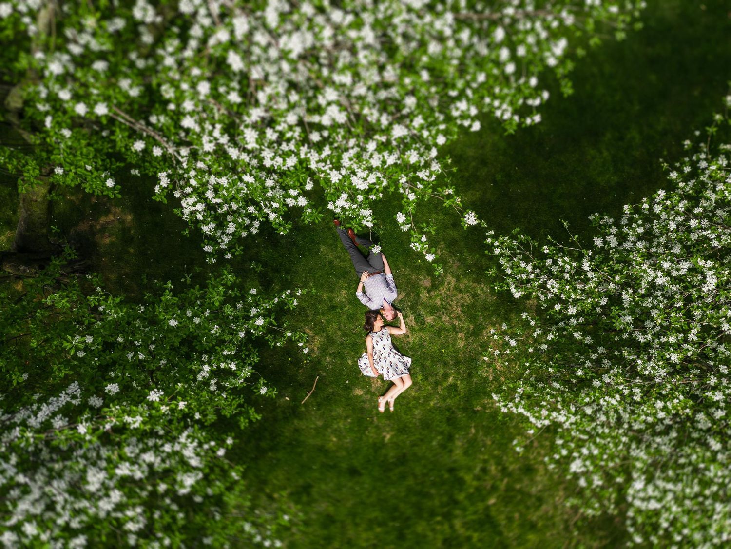 Aerial view of couple walking through blooming white cherry trees in spring.