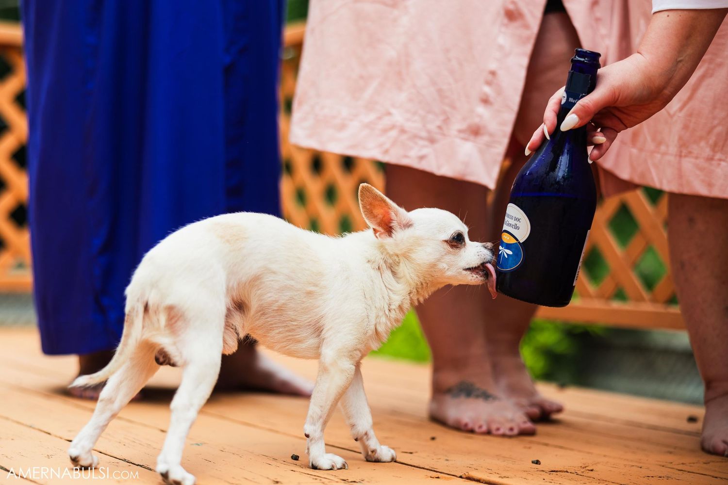 Small white dog drinks from a blue bottle on a wooden deck.