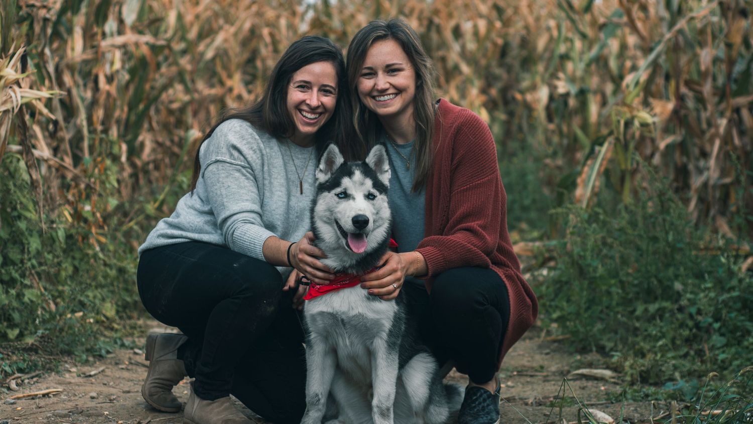 Couple with husky dog posing in autumn cornfield setting.