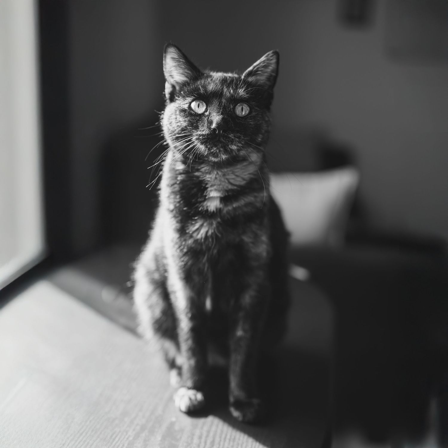 Three black and white photographs of a small cat sitting and looking upward.